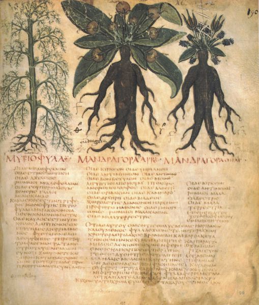 Mandragora dal Dioscoride